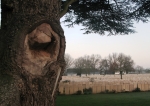 Lijssenthoek begraafplaats - cemetery - cimetire